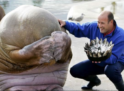 A rozmár, aki zavarba jön a haltortától – 18 briliáns fotó, amelyet kár lenne kihagyni