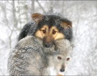 Kutyahideg van - fáznak-e a kutyák? Mit tegyünk és mit ne a nagy hidegben?