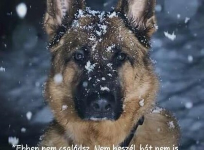 Ebben nem csalódsz. Nem beszél, hát nem is hazudik. Nem ígér mégis odaadja mindenét. Nem szól mégis többet mond, mint amit valaha ember mondott.