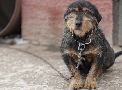 Negyven kutyát altattak el Karcagon a lánctörvény miatt