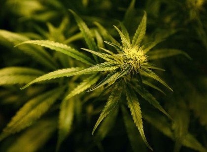 AZ AMERIKAI KORMÁNYZAT IS ELISMERTE: A KANNABISZ MEGÖLI A RÁKOS SEJTEKET!