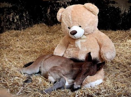 Úgysem látsz ma ennél aranyosabbat - Az árva póni és az ő macija - Csak a macijával tud jól aludni az elárvult kiscsikó.