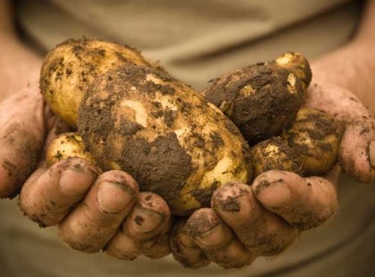 Egy rendkívül tanulságos mese a megromlott burgonyáról, amelyet mindenkinek ismernie kell!