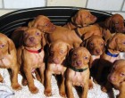 Nézzük csak mennyi lájkot érdemelnek ezek a gyönyörű vizsla kölykök? Hát én biztos össze - vissza ölelgetném őket és csak játszanék velük. Ez az igazi szabadság, amikor még azt sem veszed észre mennyire múlik az idő, mert a szeretet körbevesz...