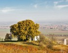 Magyar fa vezet az európai év fája versenyen!Mindenki szavazzon, hogy nyerhessen!