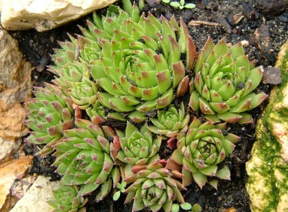 KÖVIRÓZSA: A MAGYAR ALOEVERA ! Így gyógyítsd magad a magyar Aloe Verával!