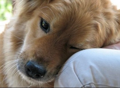 Ha tudnád mi a hűség