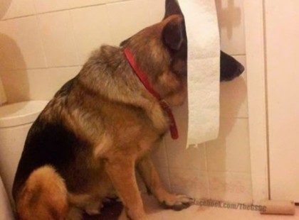 20 kutyus, akik azt gondolják, megtalálták a tökéletes búvóhelyet