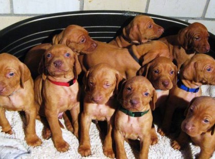 Nézzük csak mennyi lájkot érdemelnek ezek a gyönyörű vizsla kölykök? Hát én biztos össze - vissza ölelgetném őket és csak játszanék velük. Ez az igazi szabadság, amikor még azt sem veszed észre mennyire múlik az idő, mert a szeretet körbevesz...