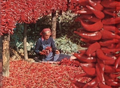Nyomj egy lájkot, ha Te is szereted az igazi magyar paprikát! Ezek a magyar emberek soha nem kaptak milliókat azért, amit dolgoztak pedig akárhonnan nézzük igazi 
