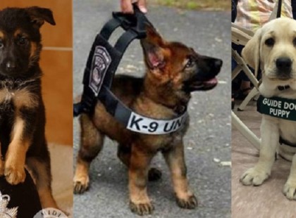 Akikből egy nap hősök lesznek: Kiskutyák első napja a “munkahelyükön”