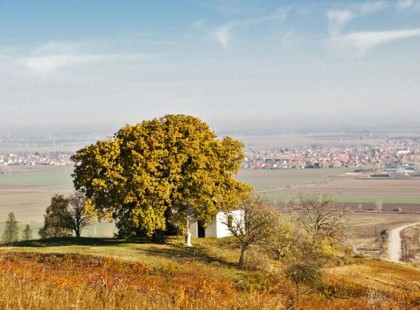 Magyar fa vezet az európai év fája versenyen!Mindenki szavazzon, hogy nyerhessen!