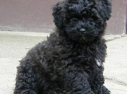 Nyomj egy lájkot, ha Te is szereted ezt az édes szőrmókot, akinek igaz sosem lehet látni a szemeit, de igenis a mi magyar büszkeségünk. Igaz már nem azt a funkciót tölti be, mint őseink idejében magyarán már nem igen terelgeti a birkákat és nem is tölti be a pásztorkutya szerepét, de attól még imádjuk. Nekünk is volt annak idején persze Bogáncsnak hívták. De körülbelül ezek is voltak a nevek akkor: Bodri, Betyár, Bogáncs... stb. csupa B betűs cuki név kedvencünknek. Ti is szeretitek?