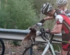 A nap legcukibb fotói: ivóvízért könyörgött a koala