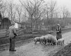 A mangalica ízletes húsának már a gondolatától is összefut a nyál a szánkban. Az első évben a csürhében legeltek kint a mezőn és csak esténként kaptak abrakot