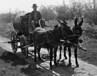 Emlékeztek még, amikor lajtos szekérrel szállították a vizet a dolgozó embereknek? Ők voltak a vízhordók és kiabálták, hogy: Ki kér vizet? Akkortájt a vízhordók nélkülözhetetlenek voltak, főként gyerekek hordták a vizet, de volt úgy, hogy felnőttek is.