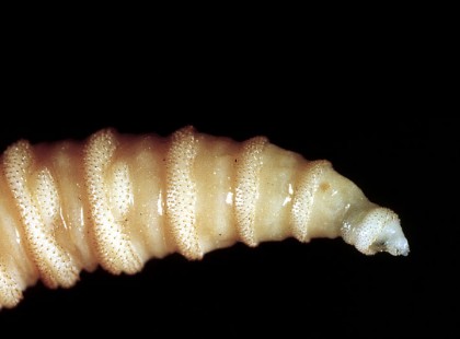 Ez a bélféreg belemászhat az agyadba, ha ezt a mindennapi ételt eszed