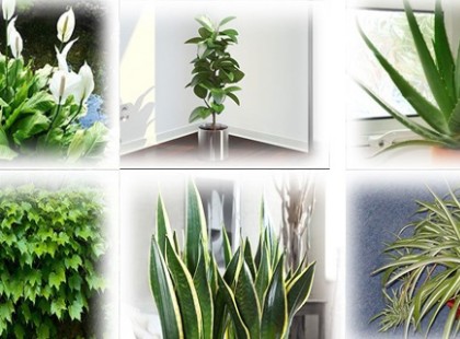 Ezek a növények valóságos oxigén bombák. Tegyél be legalább egyet a szobába, hogy tiszta levegő legyen!