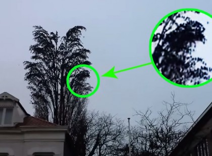 Nézd meg jobban! Ez nem egy normális fa. Nem fogod elhinni, amit levideózott ez a férfi.