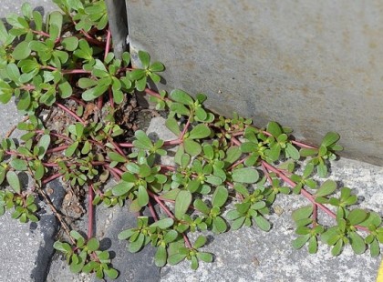 Ismered ezt a gyomot? Ki ne irtsd, hiszen a világ egyik legjobb gyógynövénye!