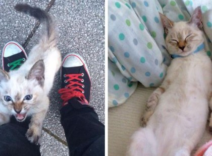 A kóbor macska kiválasztotta a férfit és nem engedte tovább.