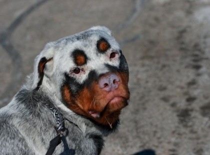 30 állat, akinek a megjelenése lenyűgöz mindenkit... a14-ik egyszerűen hihetetlen!