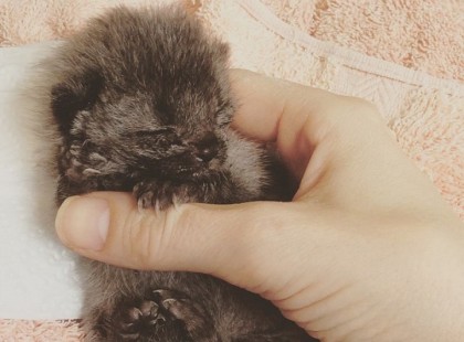 Ez a nő azt hitte, hogy egy nedves patkány... de hazavitte... pár hónappal később nem hitt a szemének!