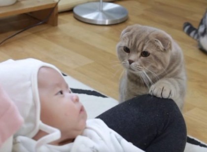 Így reagál a macska az új TESÓNAK... Nem tudod abbahagyni a nevetést!