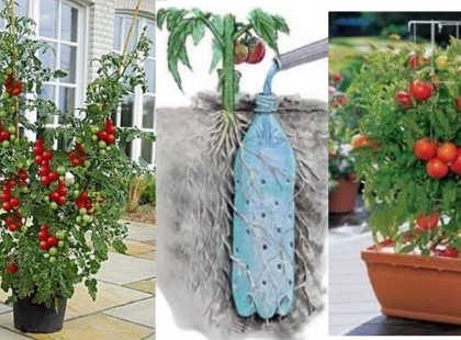 Néhány hasznos tipp, a tökéletes házi paradicsom termesztéséhez