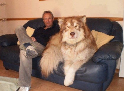 15 kutya, aki nem veszi észre, hogy mekkora