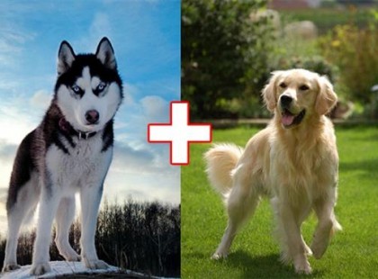 Különös véletlenek - Ha két különböző fajta kutya összeszűri a levet…10 elképesztő kutya keveredés