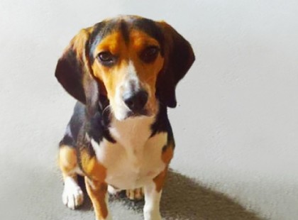 A nő azt követelte a barátjától, hogy szabaduljon meg a kutyájától, ezért a férfi feladott egy hirdetést…