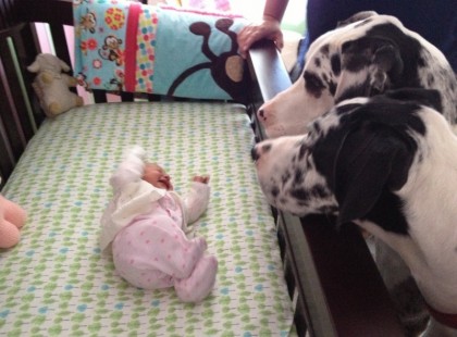 Ezek a szülők egyedül hagyták a babát a kutyával. Amikor visszajöttek, EZT találták.