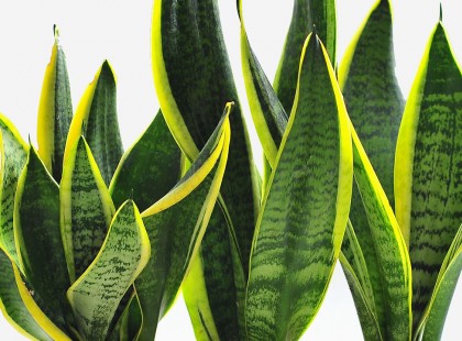 Lekókadtak a virágai, aztán mindegyik földjére ezt az egyszerű dolgot öntötte! Másnap nem hitt a szemének!