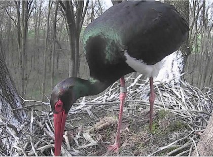 Megérkezett Tóbiás, az első fekete gólya a Gemencbe