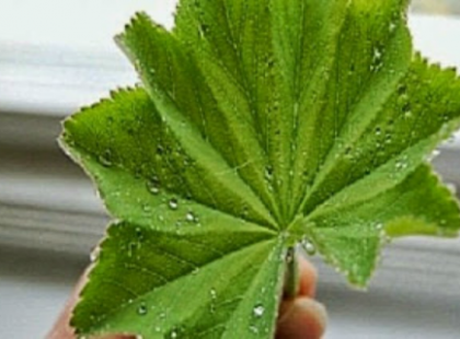 A nőgyógyászati műtétek nagy része elkerülhető lenne ezzel a teával!