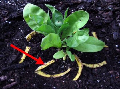 Banánhéjat tesz a muskátli alá, aztán egy hét múlva nem érti, mi történt!