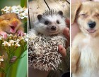 30 cukin mosolygó állat, hogy a te kedved is derűsebb legyen