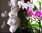 Filléres szuper trükk, hogy szebben virágozzanak a szobanövényeid!