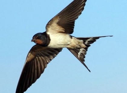 Megérkeztek az első fecskék Magyarországra!Ez is azt jelzi, hogy valóban itt a tavasz.