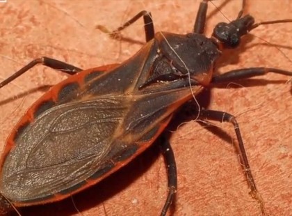 Ez nem egy hagyományos rovar… és már mindenütt megtalálható! Ha ilyent látsz, azonnal ezt tegyed!