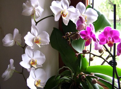 Filléres szuper trükk, hogy szebben virágozzanak a szobanövényeid!