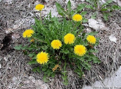 A Leghasznosabb Gyomnövény A Világon