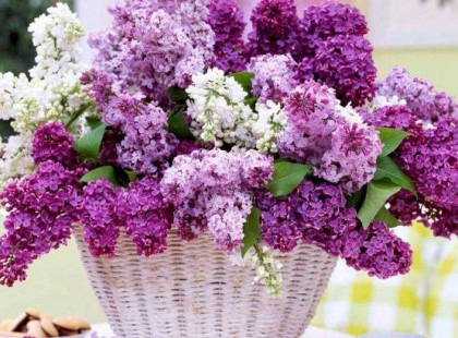 Orgona szezon van :imádom az illatát :D