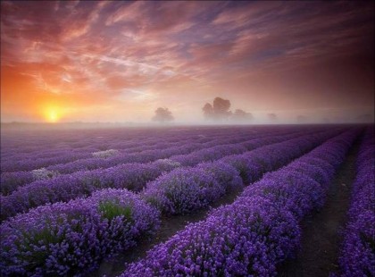 Levendula szedés Tihany 2016