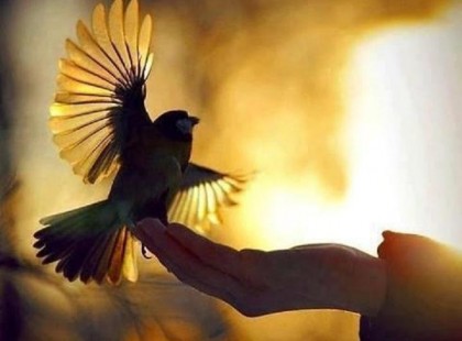 Aranyosi Ervin: Vess szeretet-magot!