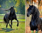 Megbabonáz szépségével a világ leggyönyörűbb lova