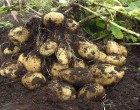Ezzel a módszerrel 40 veder krumplit termeszthetsz 21 gumóból!