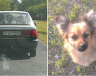 Gratulálok , ahogy kidobtátok a haladó autóból ezt a szerencsétlen jószágot!