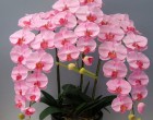 AZ ORCHIDEA VIRÁGÖZÖN TITKA